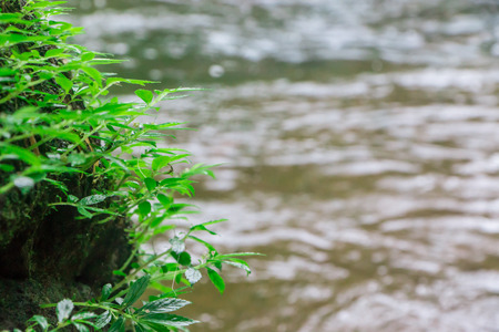 water fall in the forestの写真素材