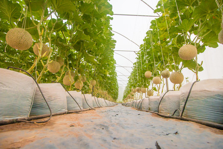 melon on field in greenhouse.の写真素材