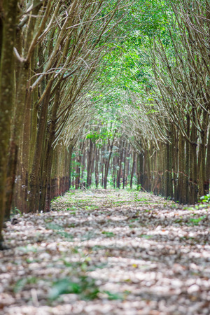 row of para rubber treeの写真素材