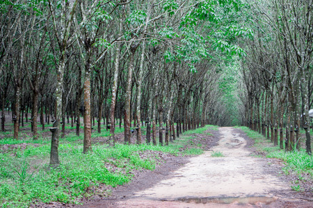Row of para rubber treeの写真素材