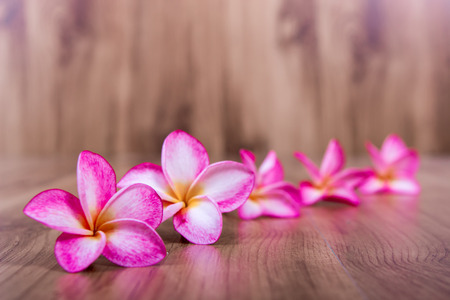 Pink plumeria flower on wooden backgroundの写真素材
