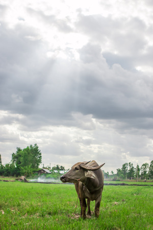 Water buffalo standing on rice field under beautiful skyの写真素材