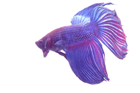 fighting fish isolated on white background.