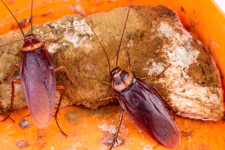 Brown Cockroach on spoiled food
