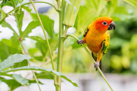 Colorful yellow parrot, Sun Conure (Aratinga solstitialis), standing on the branch
