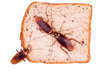 Cockroach on a Piece of Breadの写真素材