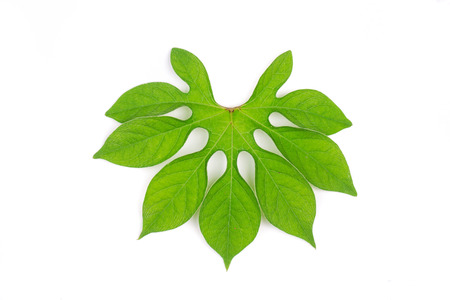 green leavesの写真素材