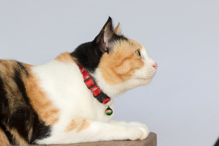 three color thai catの写真素材