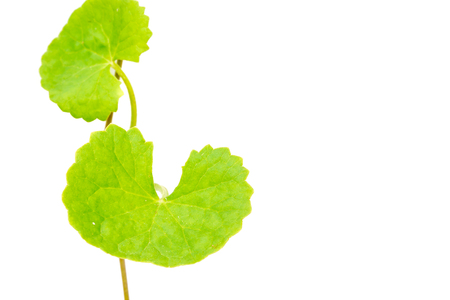 gotu kola leavesの写真素材