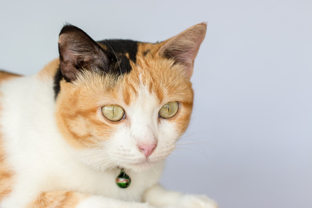 three color thai catの写真素材