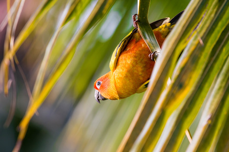 Sun conure parrot on the treeの写真素材