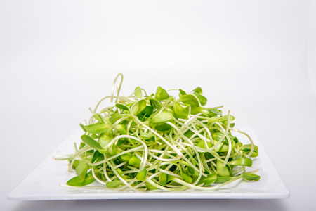 Sunflower sprouts on white backgroundの写真素材