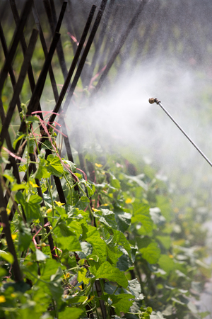 spraying pesticideの写真素材