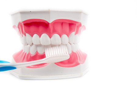 Dental Model of Teeth with vegetable waste