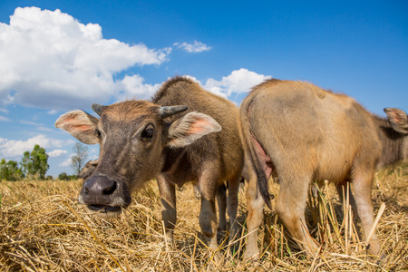 Water buffalo standing on rice field after harvest under beautiful sky