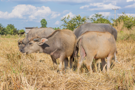 Water buffalo standing on rice field after harvest under beautiful sky