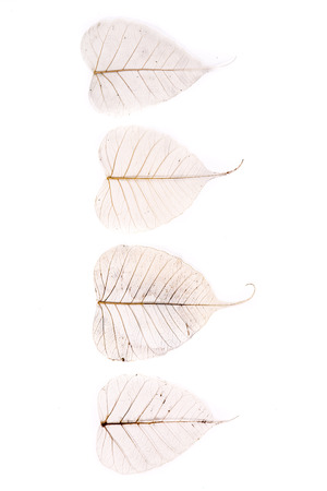 dry flat leaves  on white backgroundの写真素材