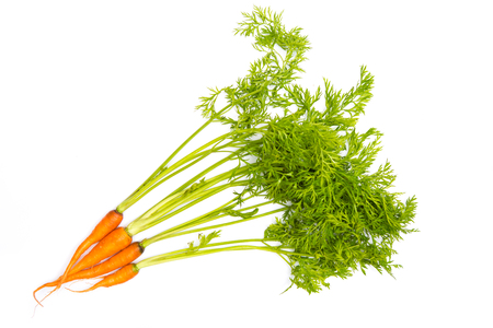 Bunch of baby carrots isolated on white backgroundの写真素材