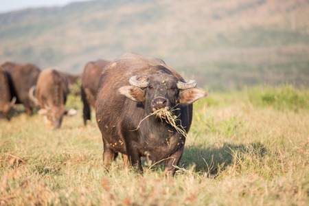 Thai buffalo is grazing in a fieldの写真素材