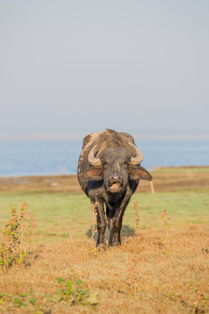 water buffalo is  standing by the river , thailandの写真素材