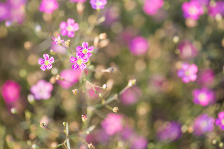 gypsophila flower as backgroundの写真素材