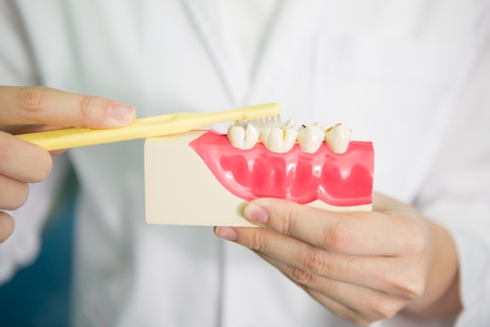 Woman dentist showing on a jaw model how to clean the teeth with toothbrush properlyの写真素材