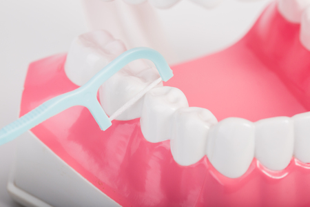 dental floss and teeth modelの写真素材