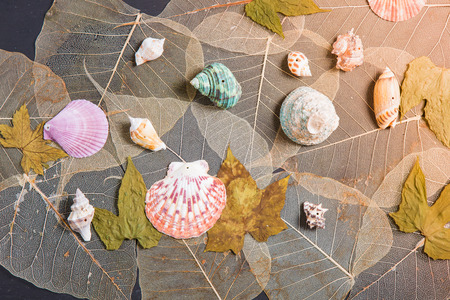 dry leaves and shell backgroundの写真素材