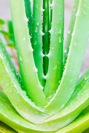 Close up Aloe Vera Plantの写真素材