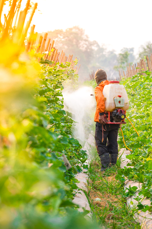 spraying pesticide in cantaloupe gardenの写真素材