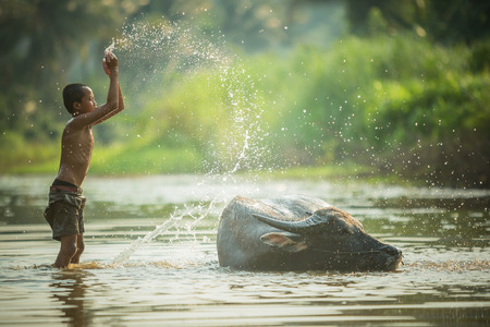 asian boy and his buffaloの写真素材