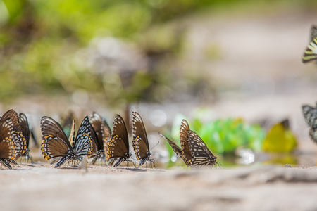 group of butterflies,butter in  nature,beautyful butterflyの写真素材