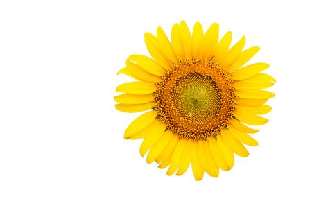 sunflower close-upの写真素材