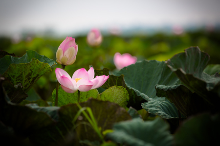 pink lous,pink lotus and leaves,group of pink lotusの写真素材