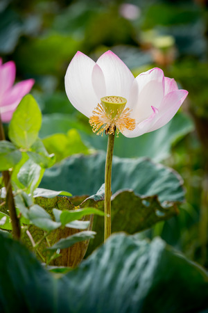 pink lous,pink lotus and leaves,group of pink lotusの写真素材
