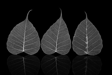 macro of a delicate leaf cell structureの写真素材