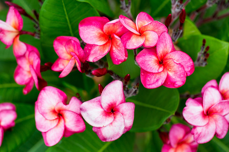 Branch of tropical red flowers frangipani (plumeria) on green leaves backgroundの写真素材