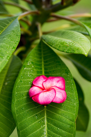 Branch of tropical red flowers frangipani (plumeria) on green leaves backgroundの写真素材