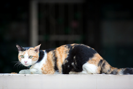 three-colored cat closeupの写真素材
