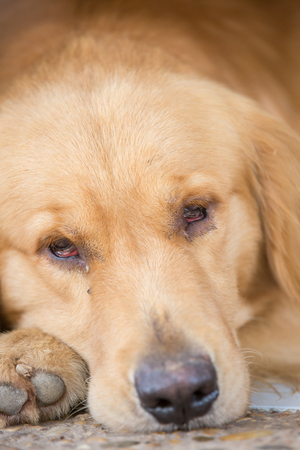 dog sleeping and looking sadの写真素材