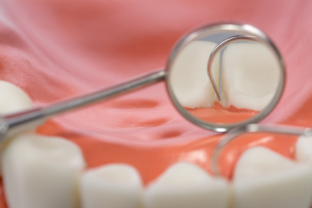 dental model,teeth model on white background.の写真素材