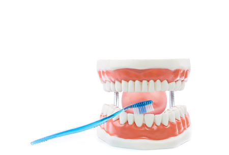 dental model,teeth model on white background.の写真素材