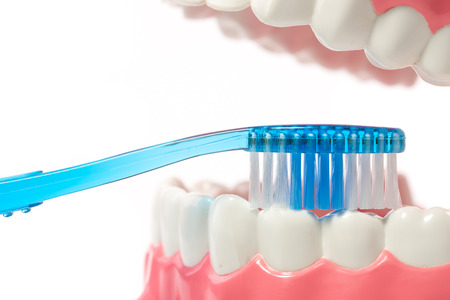 dental model,teeth model on white background.