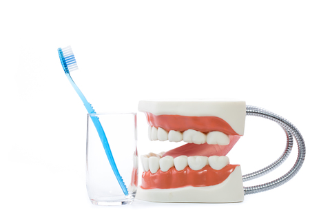 dental model,teeth model on white background.の写真素材