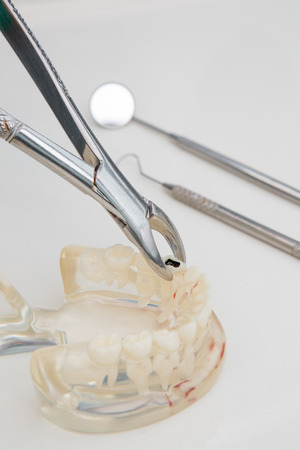 Dental Teeth Model and dental toolの写真素材