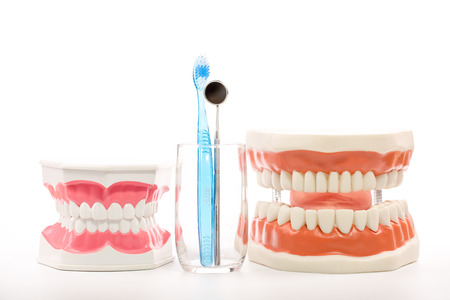 dental model,teeth model on white background.