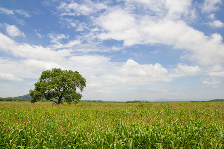 Corn field on the mountain in countryside,Thailandの写真素材