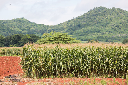 Corn field on the mountain in countryside,Thailandの写真素材