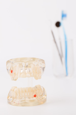Dental Teeth Model and dental tool on white backgroundの写真素材