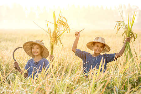 Asian children farmer on yellow rice field in the morningの写真素材